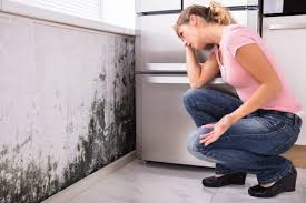 Trusted Wheat Ridge, CO Mold Removal Experts